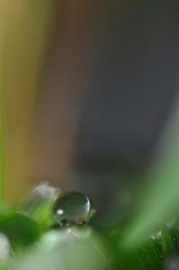 Rosée et gouttes d'eau en proxiphoto
