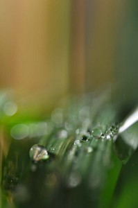 Rosée et gouttes d'eau en proxiphoto