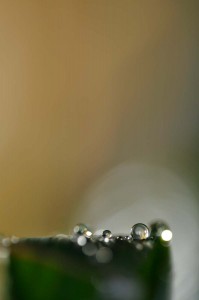 Rosée et gouttes d'eau en proxiphoto