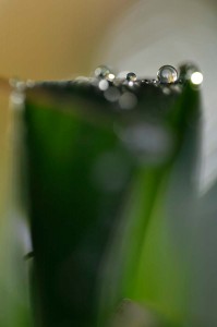 Rosée et gouttes d'eau en proxiphoto