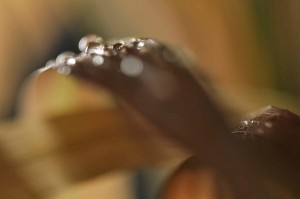 Rosée et gouttes d'eau en proxiphoto