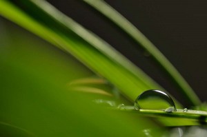 Rosée et gouttes d'eau en proxiphoto