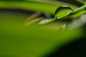Rosée et gouttes d'eau en proxiphoto