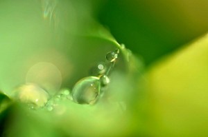 Rosée et gouttes d'eau en proxiphoto