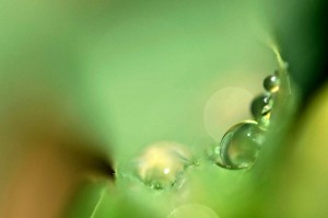 Rosée et gouttes d'eau en proxiphoto