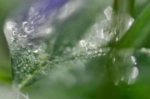 Rosée et gouttes d'eau en proxiphoto