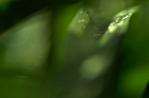Rosée et gouttes d'eau en proxiphoto