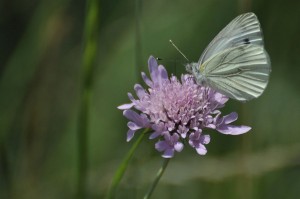 Papillon