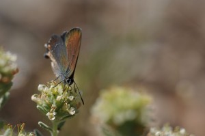 Papillon