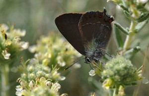 Papillon