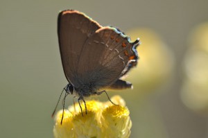 Papillon