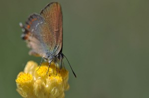 Papillon