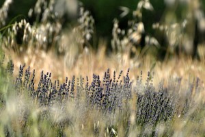 Lavande