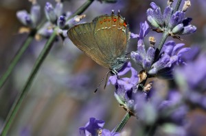 Papillon sur lavande