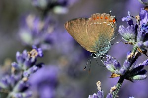Papillon sur lavande