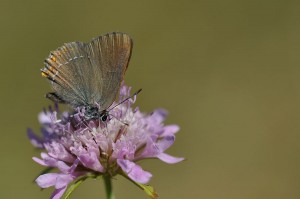 Papillon