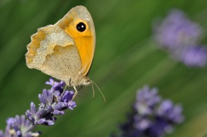 Papillon sur lavande