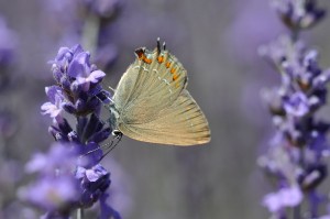 Papillon sur lavande