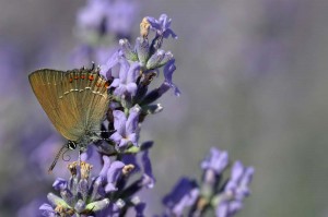 Papillon sur lavande