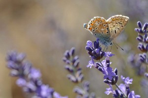 Papillon sur lavande
