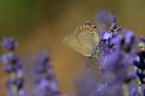Papillon sur lavande