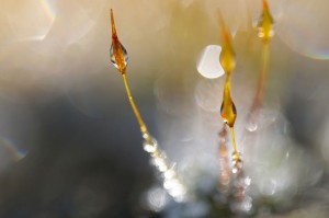 Mousses et lichens en proxiphoto