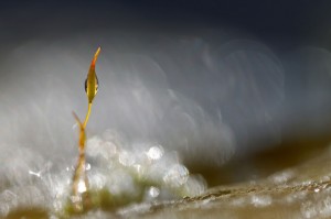 Mousses et lichens en proxiphoto