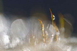 Mousses et lichens en proxiphoto