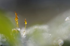 Mousses et lichens en proxiphoto