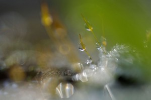 Mousses et lichens en proxiphoto