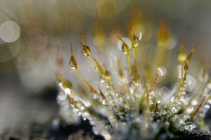 Mousses et lichens en proxiphoto