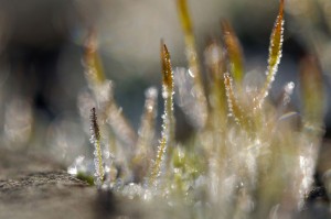 Mousses et lichens en proxiphoto