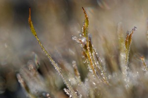 Mousses et lichens en proxiphoto
