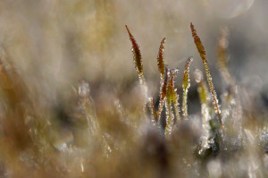 Mousses et lichens en proxiphoto