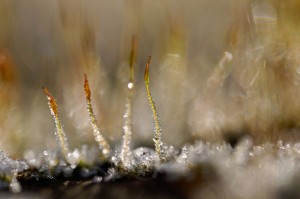 Mousses et lichens en proxiphoto