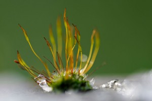 Mousses et lichens en proxiphoto