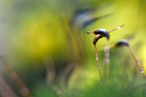 Mousses et lichens en proxiphoto