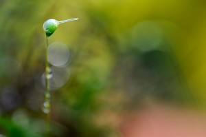 Mousses et lichens en proxiphoto