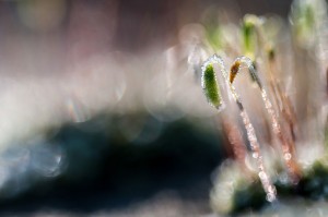 Mousses et lichens en proxiphoto