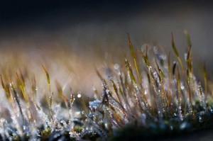 Mousses et lichens en proxiphoto