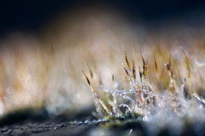 Mousses et lichens en proxiphoto