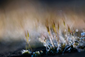 Mousses et lichens en proxiphoto