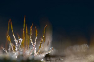 Mousses et lichens en proxiphoto