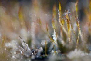 Mousses et lichens en proxiphoto