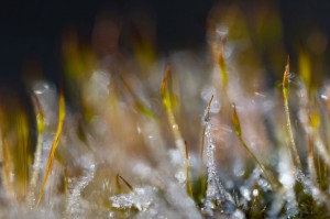 Mousses et lichens en proxiphoto