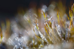 Mousses et lichens en proxiphoto