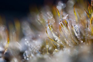 Mousses et lichens en proxiphoto