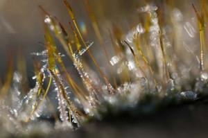 Mousses et lichens en proxiphoto