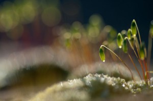 Mousses et lichens en proxiphoto