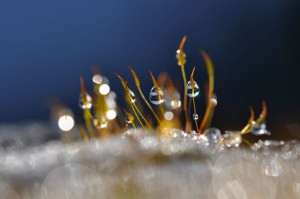 Mousses et lichens en proxiphoto